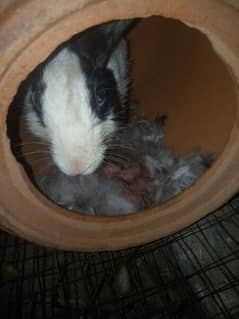 Unique Female breeder rabbit with 5 babies for sale