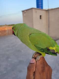 green parrot for sale male
