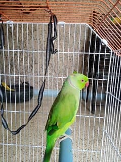 ring neck parrot pair with free big cage