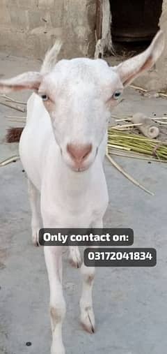 white female( teddi)goat for sell