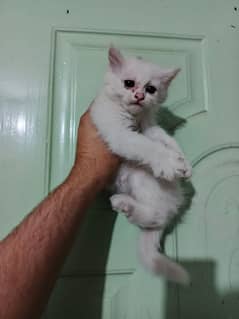 persian kittem