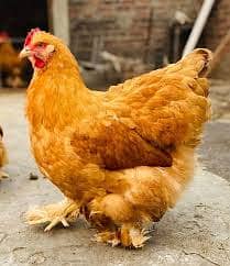 Fancy + Desi Chicks and hens at best price 4