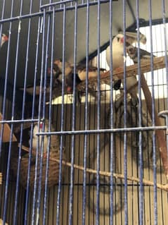 Selling Finches with Big Cage . Urgent
