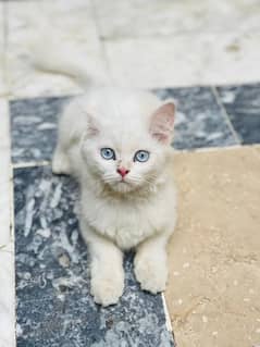 2persion cat fr sale age 2.5 month healthy and playful white blue eyes
