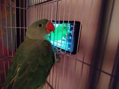 Green Mountain Parrot With Cage Hand Tame With Talkative-3 Month Baby