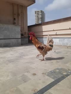 DESI BREEDER MURGA 0