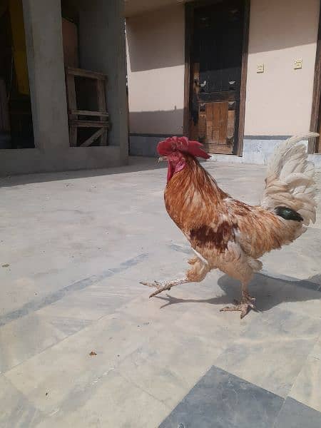 DESI BREEDER MURGA 2