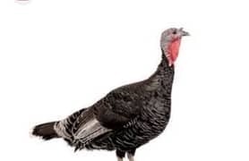 turkey female available
