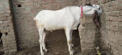 rajanpuri / Bakry / Goats / Qurbani 2024 / bkra