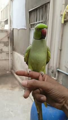 my friendly parrot.