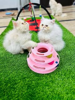 triple coated Persian cat for sale