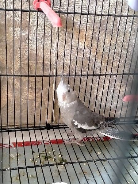 cocktail female for sale 2