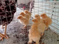 Golden buff chicks with murghi