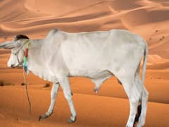 Bachra cow for sell Kuch hi gaien baqi hain