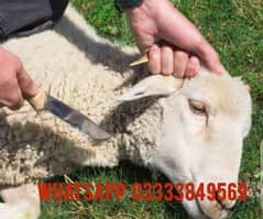 Slaughter service available on Bakra Eid
