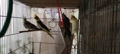 cockatiel brids for sell