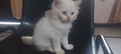 Persian Kittens | Triple Coat Cats | Semi Punch Face Cats