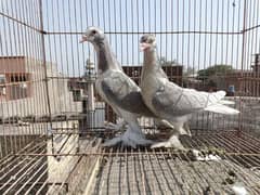Silver Sherazi Chicks Pair For Sale 0320-4592532