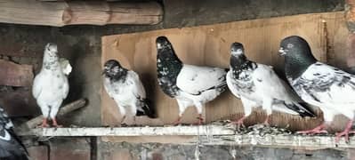 high flyer pigeons for sale