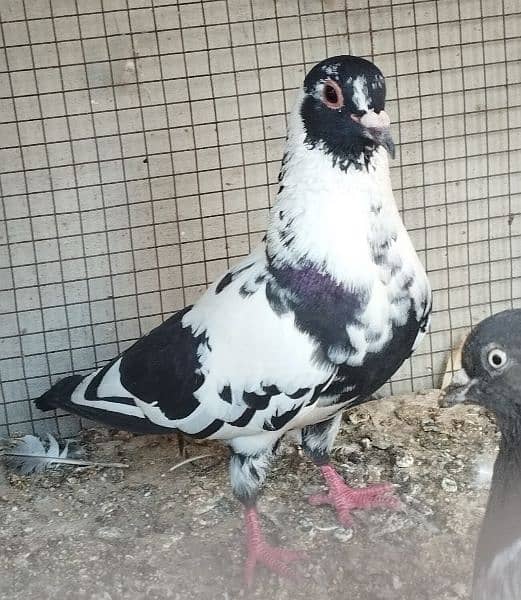 Pigeons looking for new Shelter 4