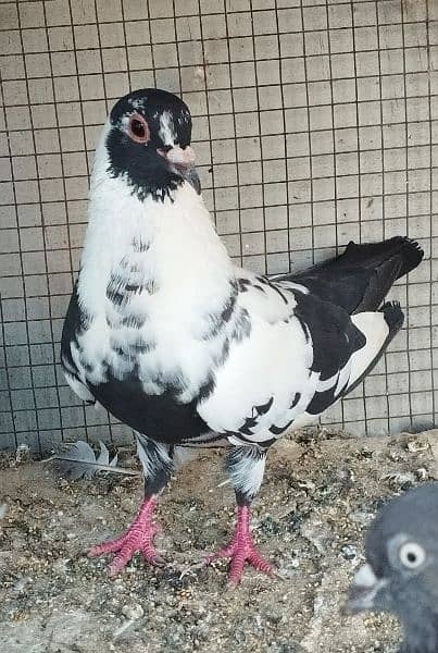 Pigeons looking for new Shelter 5