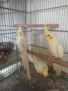 Cocktail/Common white Cocktail Female Available ready to breed