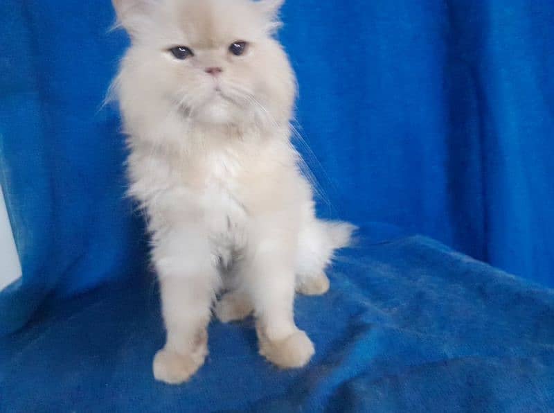 Persian extrempunch face fawn male 0
