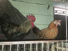 chicken pair/hens/murga/murgi