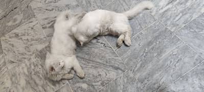 Persian cat in pair