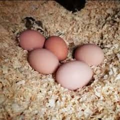 Pure Breed Australorp/Astrolop Eggs