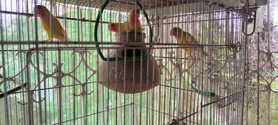 lovebirds parsnata