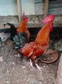 2 Young Desi Morga for Sale 1@2,500/- Only Whatsup
