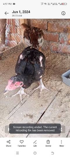 pure Shamo aseel chick 4.5 month old
