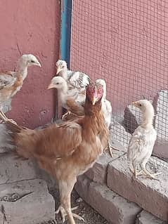 Aseel chicks for urgent sale