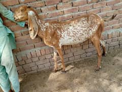 Makhi cheeni and Beetal Nagra Goats 1200 rupees per kg