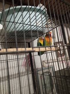 love birds with cage/pinjra