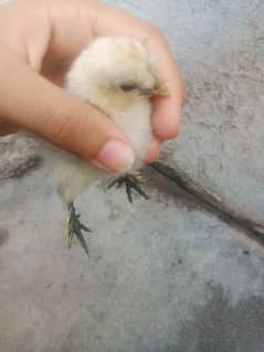 withe silkie chick 19 day old pir piece 850/ desi Old 19 day chick450