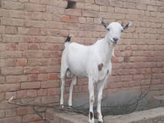 Eid Qurbani k liay bakray goat in talagang