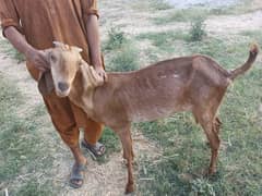 Pure Makhi Cheeni Goats