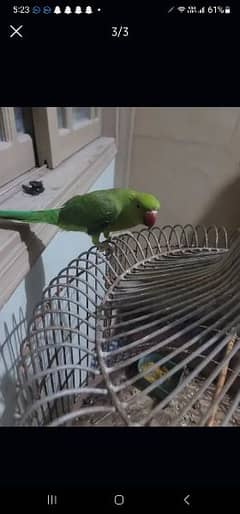 green parrot urgent sale