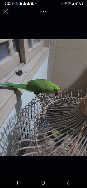 green parrot urgent sale 1