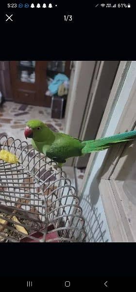 green parrot urgent sale 2