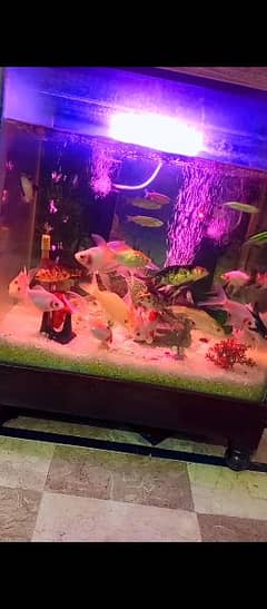 full aquarium for sale every necessary thing with fish