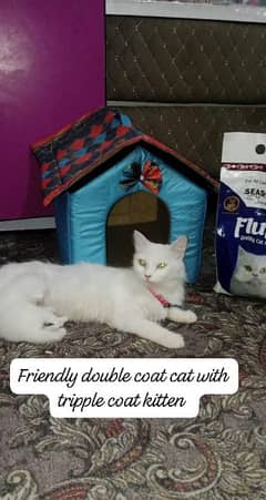 Persian cat wit triple cote catian with beeutifull house and cat food