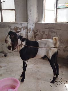 Handu Goat For Sale