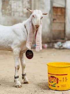 Goat | gulabi bakra | desi Bakra | bakra | goat for sale |