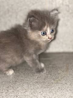 Persian kitten. Triple coated . Punch face
