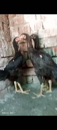 Black Shamo chicks available 7 0 0 0 pr pis