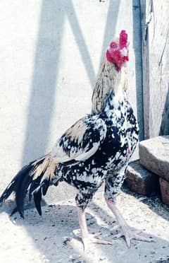 ROOSTER FOR SALE