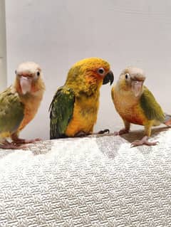 Lorikeet /Conures /African grey/ yellow and green